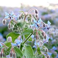 manual override of the alt attribute