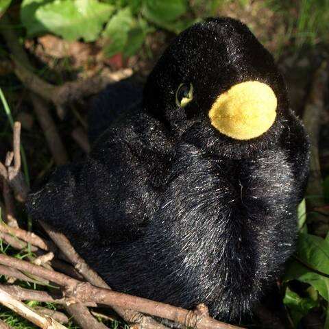 Blackbird - Singing Bird