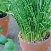 manual override of the alt attribute