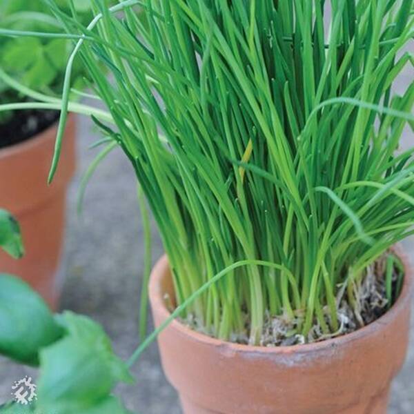 manual override of the alt attribute