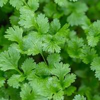 manual override of the alt attribute