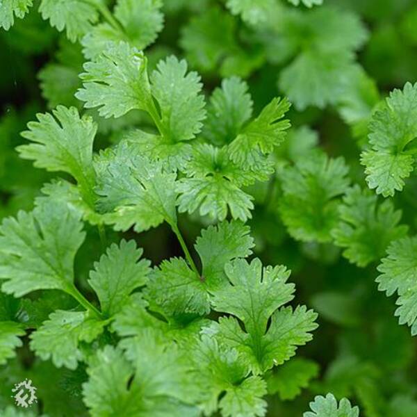 manual override of the alt attribute