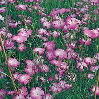 manual override of the alt attribute