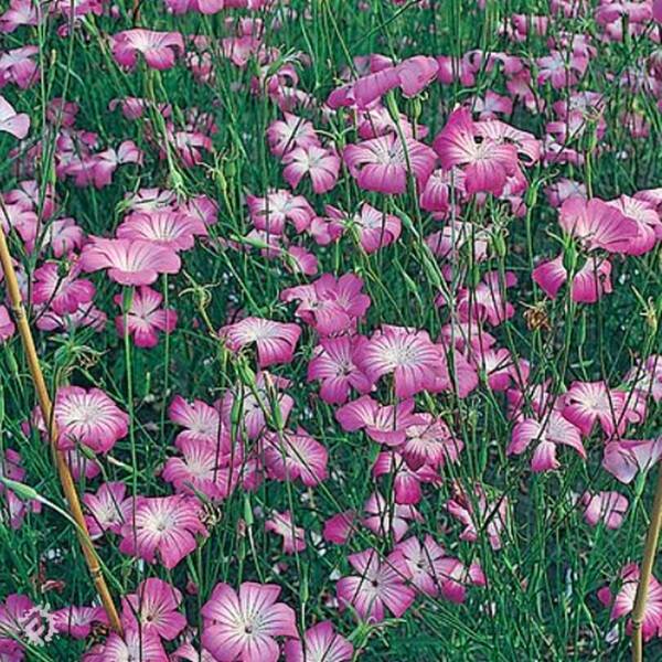 manual override of the alt attribute