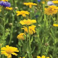 manual override of the alt attribute