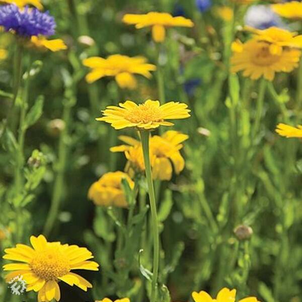 manual override of the alt attribute