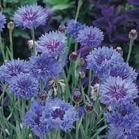 manual override of the alt attribute