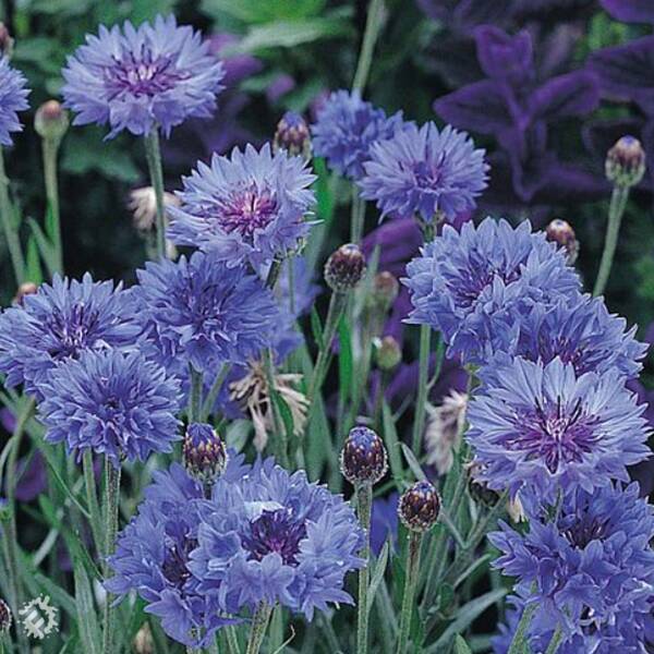 manual override of the alt attribute