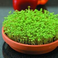 manual override of the alt attribute