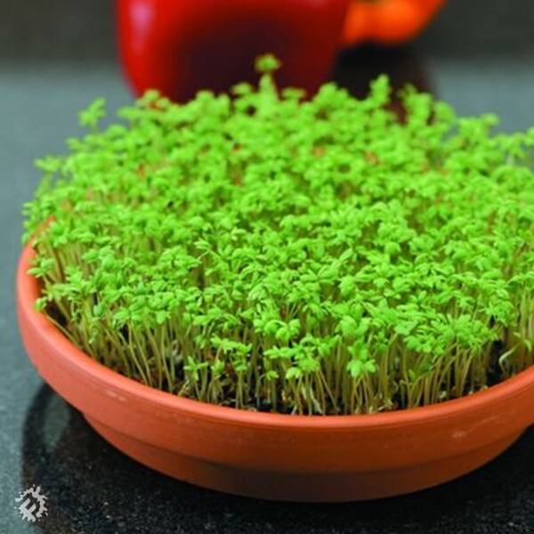 manual override of the alt attribute