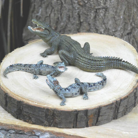 Crocodile Family Set