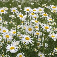 manual override of the alt attribute