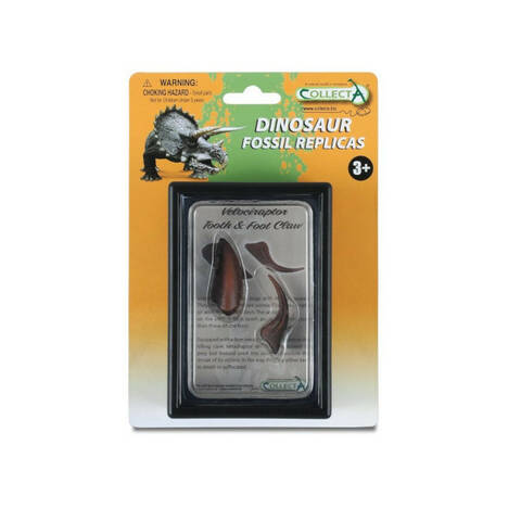 Velociraptor Tooth & Foot Claw in a Display Case