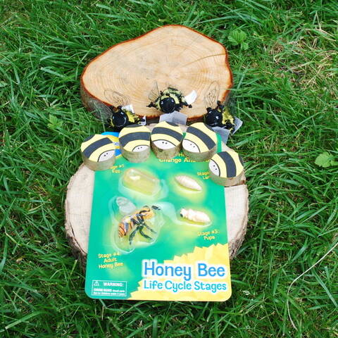 Discover Bees Set