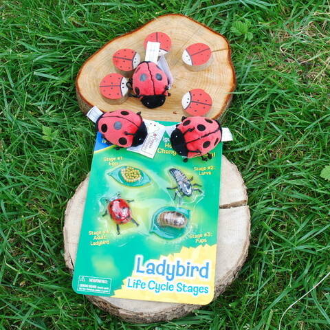 Discover Ladybirds Set