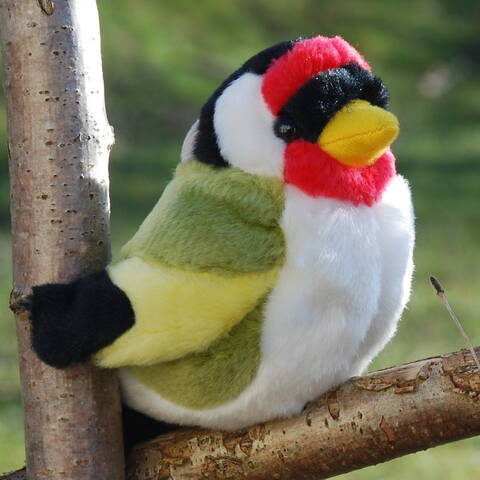 Goldfinch - Singing Bird
