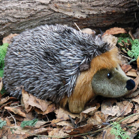Hedgehog - Large