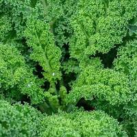 manual override of the alt attribute