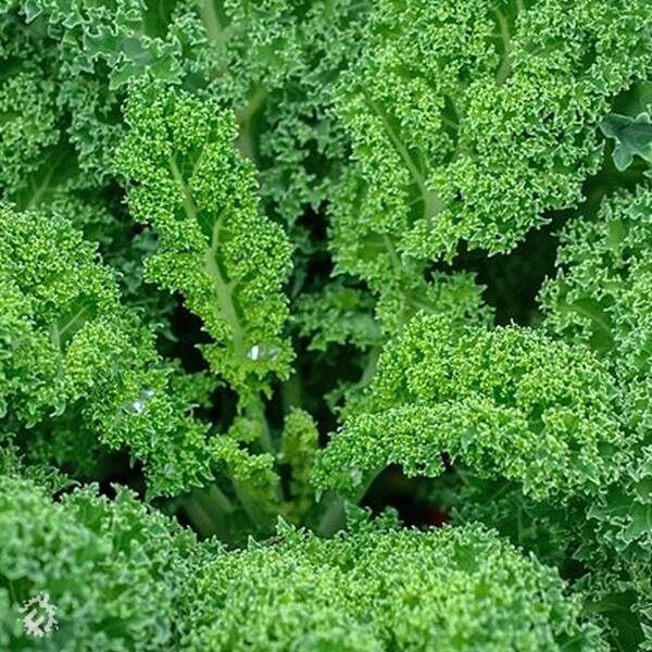 manual override of the alt attribute