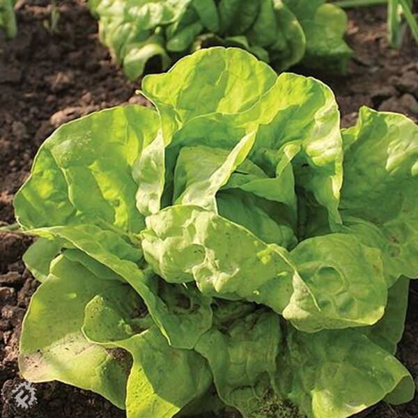 manual override of the alt attribute