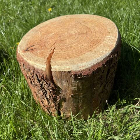 Log Seats - 20cm high