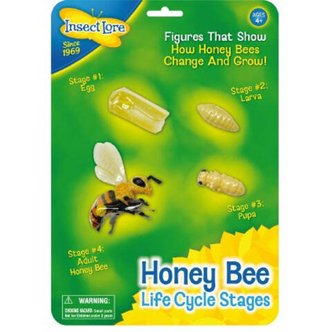Life Cycle - Honey Bee