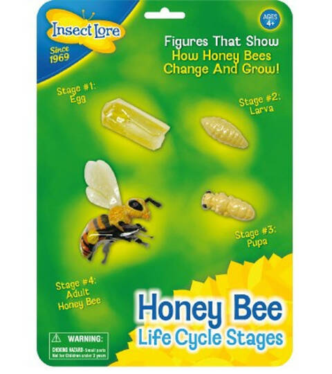 Life Cycle - Honey Bee