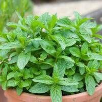 manual override of the alt attribute