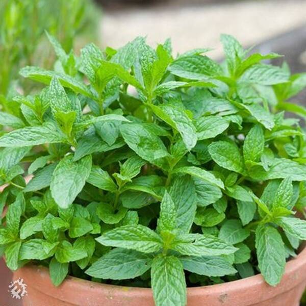 manual override of the alt attribute