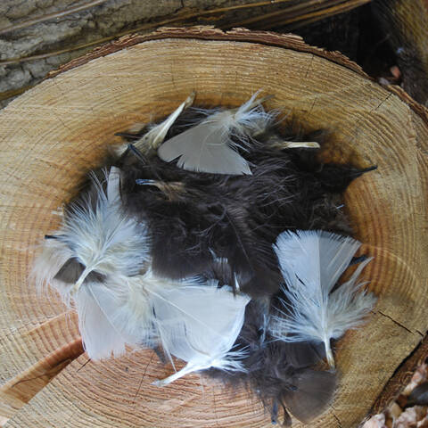 Natural Feathers - 25g