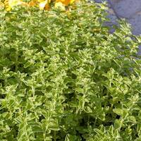 manual override of the alt attribute