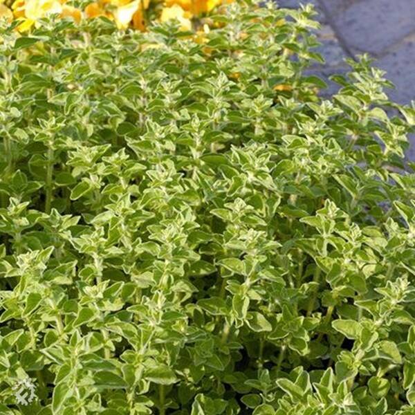 manual override of the alt attribute