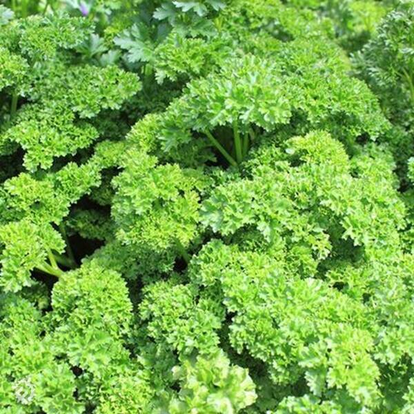 manual override of the alt attribute