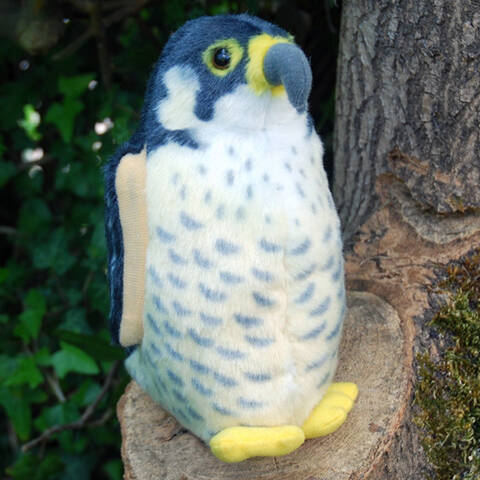 Peregrine Falcon - Singing Bird