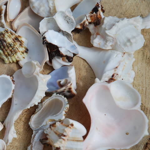 Shell Slices