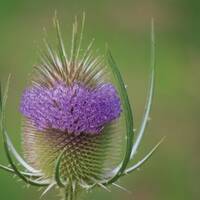 manual override of the alt attribute