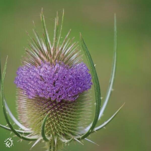 manual override of the alt attribute