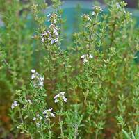 manual override of the alt attribute