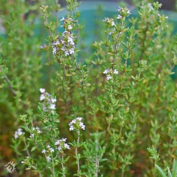 manual override of the alt attribute