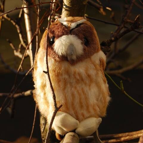 Tawny Owl - Singing Bird