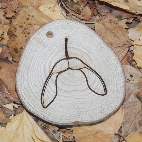 Trail Disc - Fruit - Sycamore