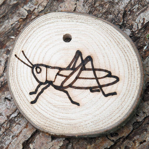 Trail Disc - Minibeasts - Grasshopper