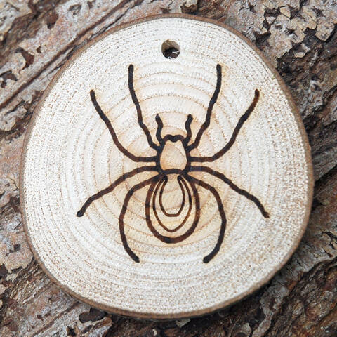 Trail Disc - Minibeasts - Spider