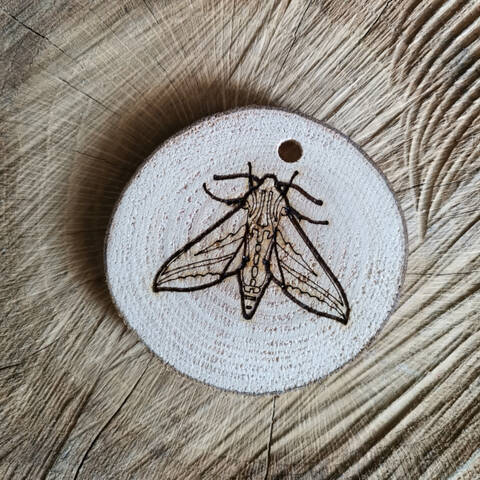 Trail Disc - Minibeasts - Moth