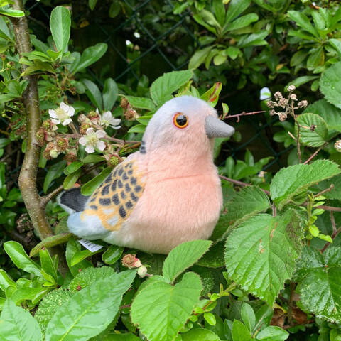 Turtle Dove - Singing Bird