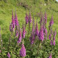 manual override of the alt attribute