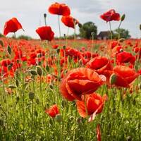 manual override of the alt attribute