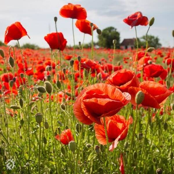 manual override of the alt attribute